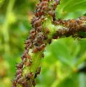 California Lilac Aphid