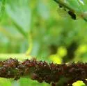 California Lilac Aphid - photo 2