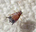 California Lilac Aphid - photo 4