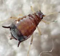 California Lilac Aphid - photo 5