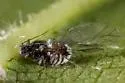 Aphis cephalanthi - photo 3