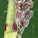 Aphis cephalanthi - photo 4