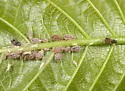 Aphis cephalanthi - photo 5