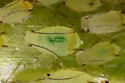 Tupelo - Blackjack Aphid