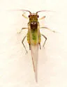 Tupelo - Blackjack Aphid - photo 2