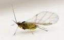 Tupelo - Blackjack Aphid - photo 3