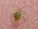 Tupelo - Blackjack Aphid - photo 4