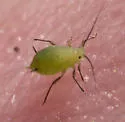 Tupelo - Blackjack Aphid - photo 5