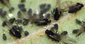 Aphis cornifoliae - photo 3