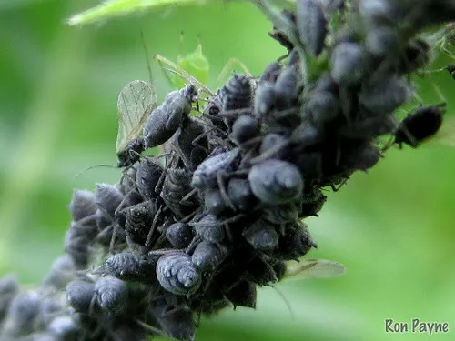 Tufted Vetch Aphid - Aphis craccae