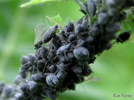 Tufted Vetch Aphid - photo 2