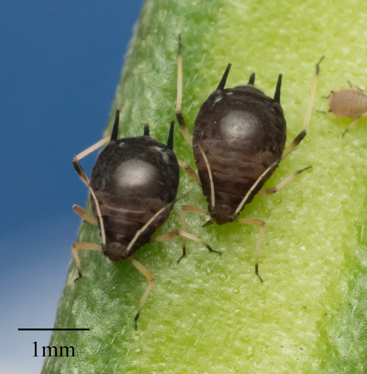 Cowpea Aphid - photo 2