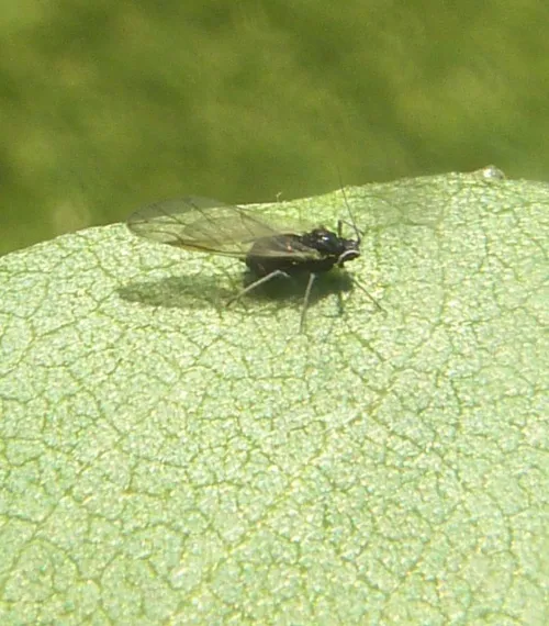 Aphis cytisorum