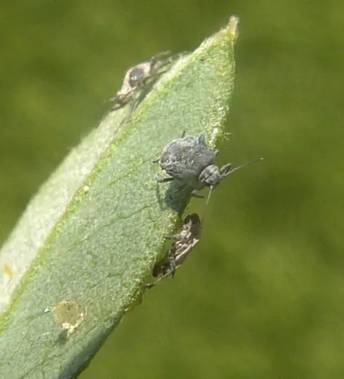 Aphis cytisorum - photo 2
