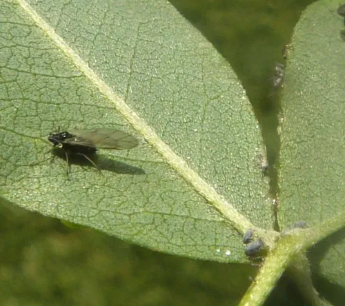 Aphis cytisorum - photo 3