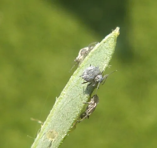 Aphis cytisorum - photo 4