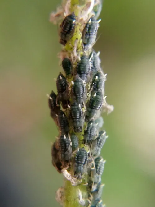 Aphis epilobii
