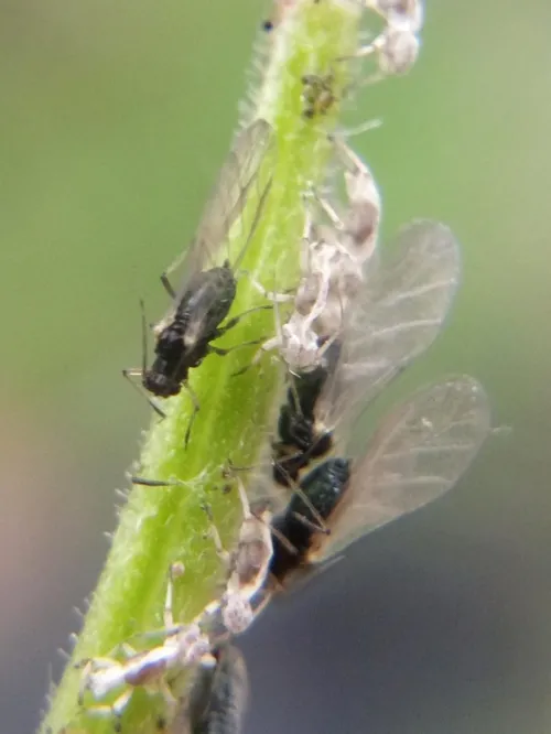 Aphis epilobii - photo 2