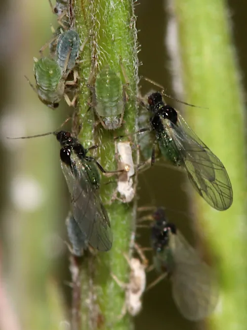 Aphis epilobii - photo 3