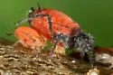 Red-and-black cherry aphid - photo 2