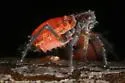 Red-and-black cherry aphid - photo 3