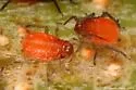 Red-and-black cherry aphid - photo 4