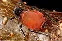 Red-and-black cherry aphid - photo 5