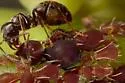 Virginia Creeper Aphid