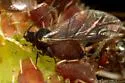 Virginia Creeper Aphid - photo 2