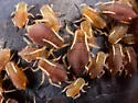 Virginia Creeper Aphid - photo 3