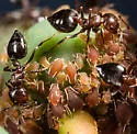 Virginia Creeper Aphid - photo 4