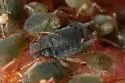 Strawberry Root Louse