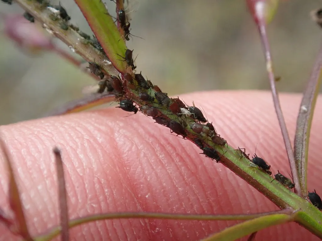 False Foxglove Aphid - photo 2