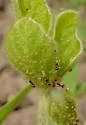 Soybean Aphid