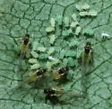 Soybean Aphid - photo 2
