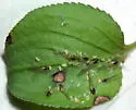 Soybean Aphid - photo 3