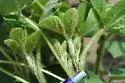 Soybean Aphid - photo 4