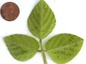 Soybean Aphid - photo 5