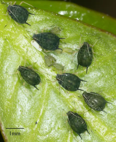 Aphis gossypii