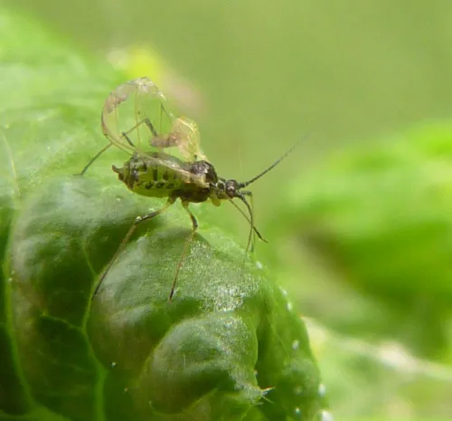 Aphis grossulariae