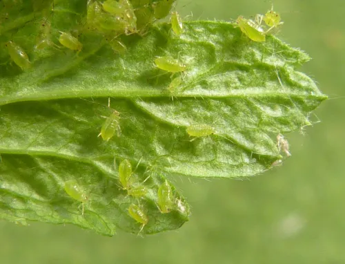 Aphis grossulariae - photo 2