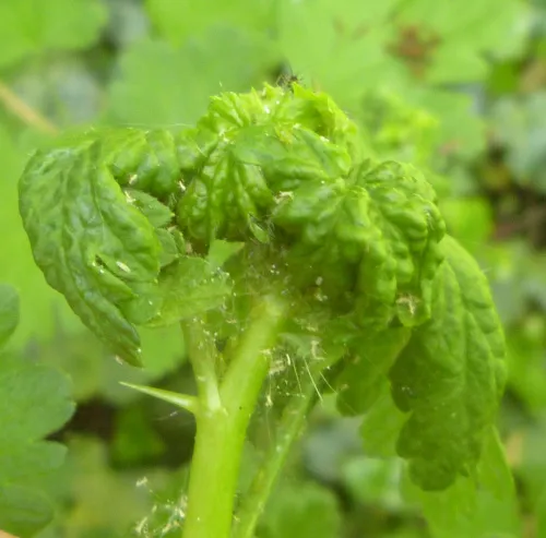 Aphis grossulariae - photo 3