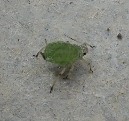 Aphis grossulariae - photo 4
