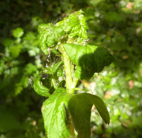 Aphis grossulariae - photo 5