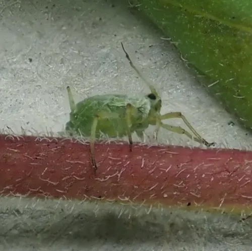 Aphis grossulariae - photo 6