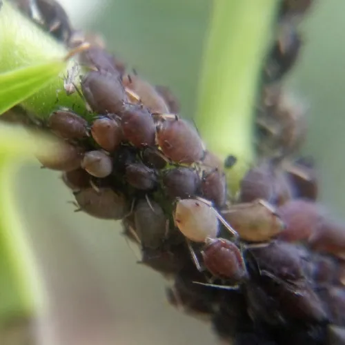 Aphis ilicis