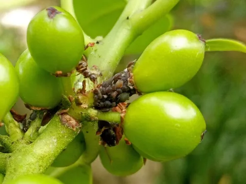 Aphis ilicis - photo 2