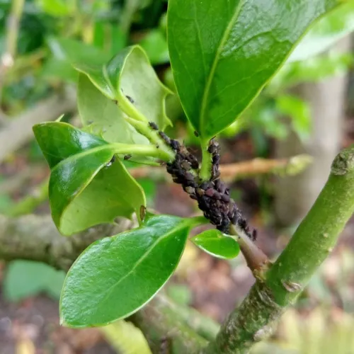 Aphis ilicis - photo 3
