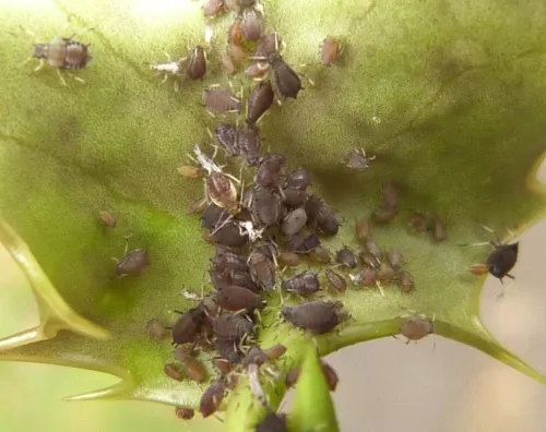 Aphis ilicis - photo 4