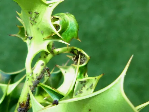 Aphis ilicis - photo 5